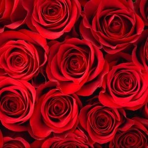 Meet your Posher, Alison